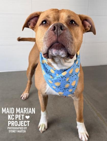 Maid Marian, Adoptable, Adult Female Pit Bull Terrier & Mixed Breed.