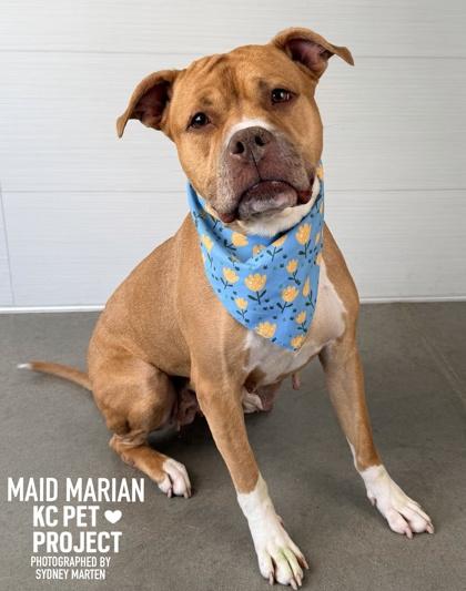 Maid Marian, a Adoptable mixed breed in Kansas City, MO image 2/3