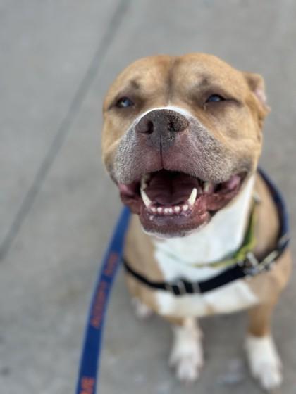 Maid Marian, a Adoptable mixed breed in Kansas City, MO image 2/3