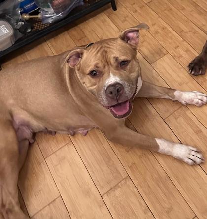 Maid Marian, a Adoptable mixed breed in Kansas City, MO image 3/3