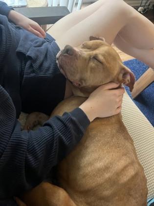 Maid Marian, a Adoptable mixed breed in Kansas City, MO image 3/3