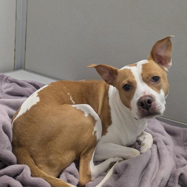 Enlarge Maisy, a Adoptable mixed breed in Des Moines, IA image 1/2