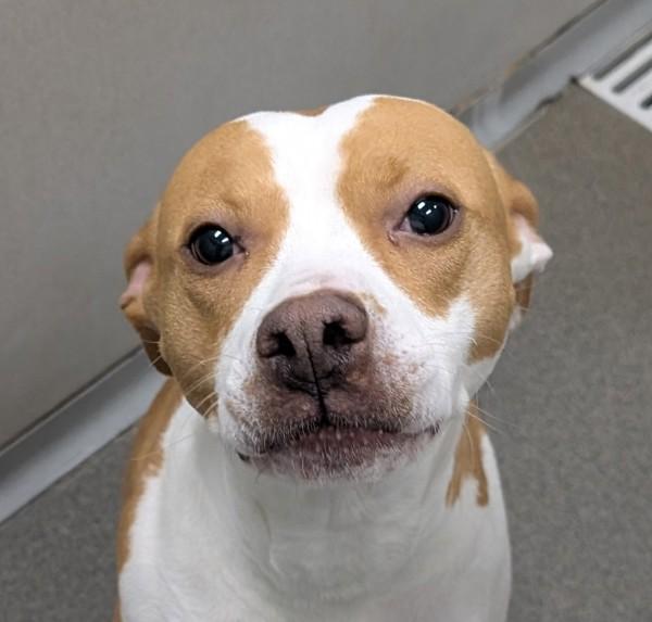 Enlarge Maisy, a Adoptable mixed breed in Des Moines, IA image 2/2