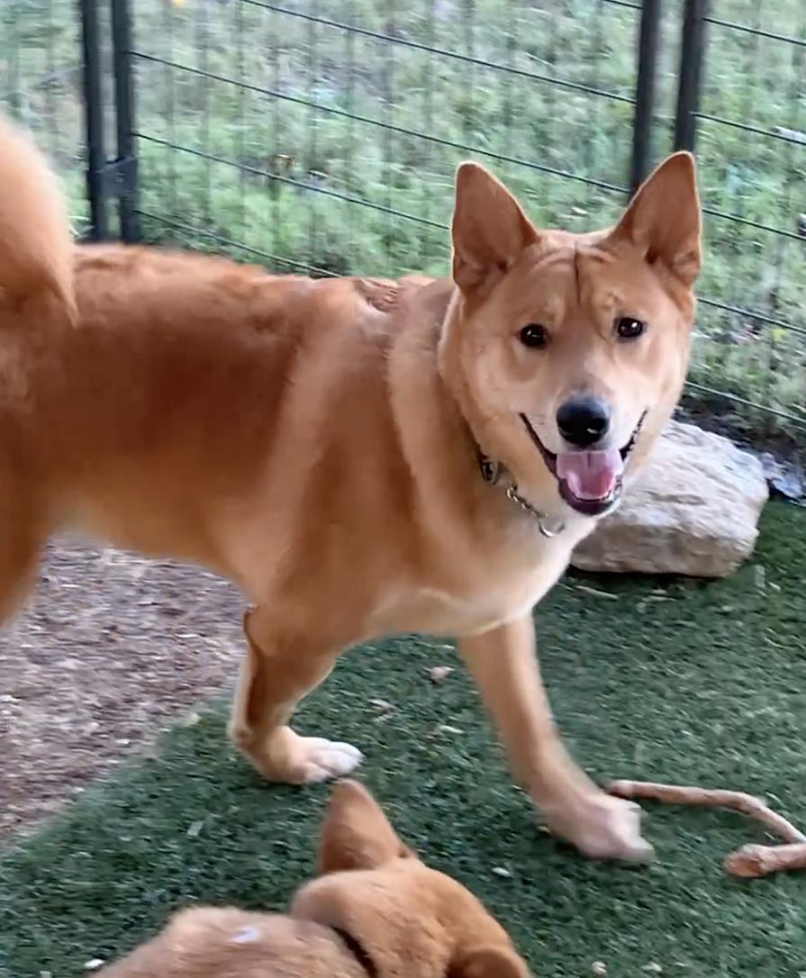 Enlarge Koda and Sam, a Adoptable mixed breed in Smyrna, TN image 4/6