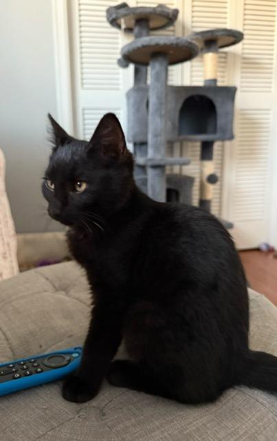 Blitzen, Adoptable, Kitten Male Domestic Short Hair.