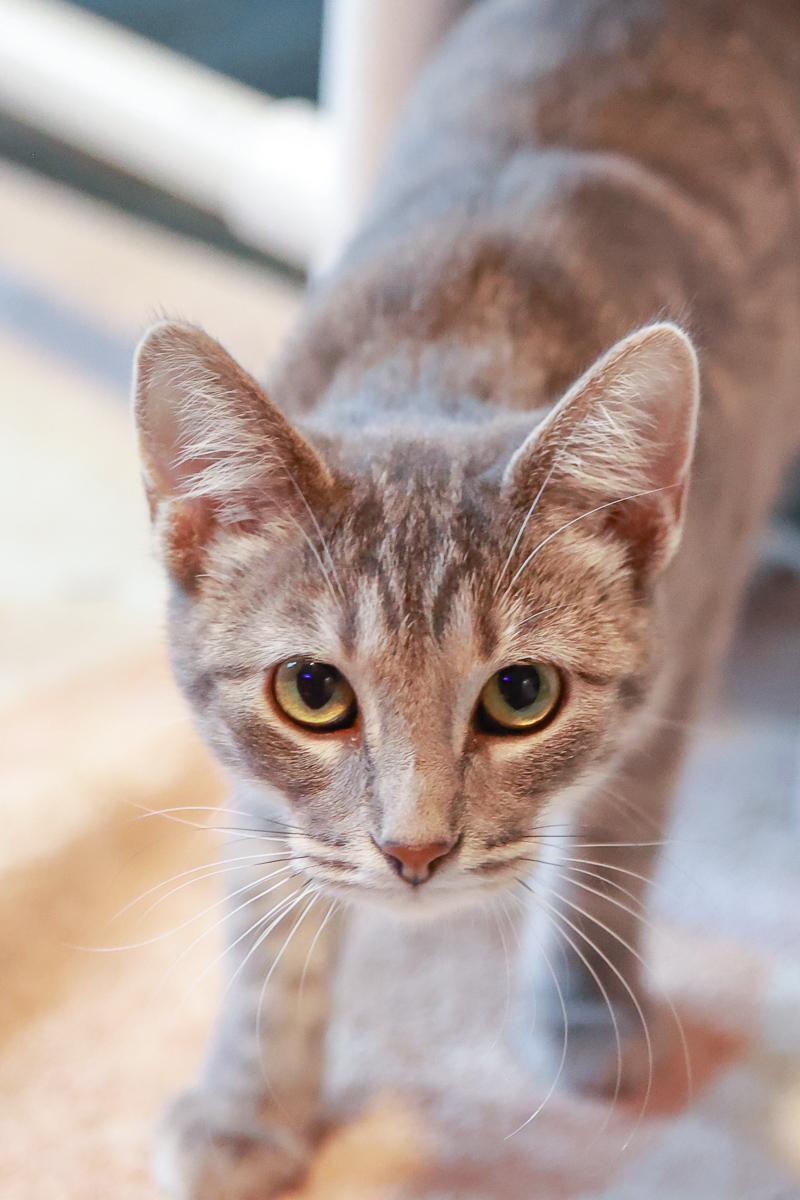 Enlarge Luna, a Adoptable Domestic Short Hair in Loogootee, IN image 2/2