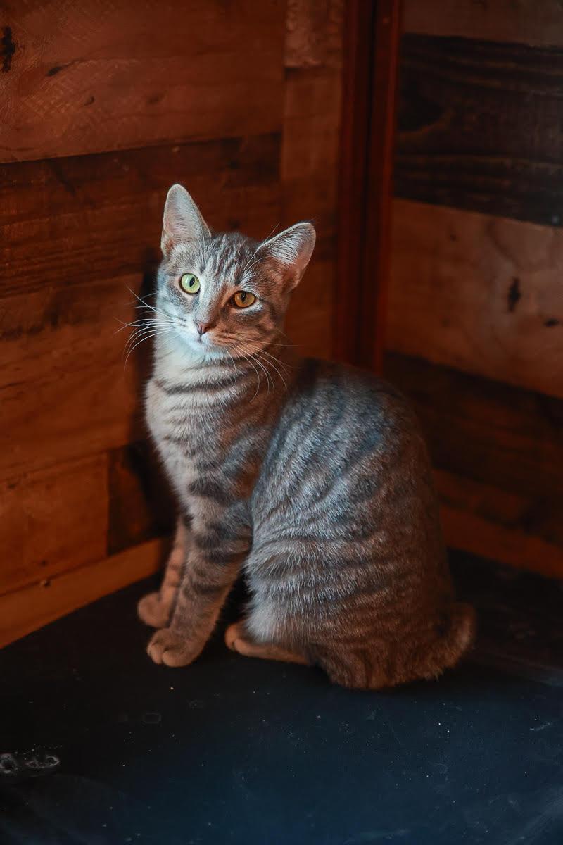 Enlarge Luna, a Adoptable Domestic Short Hair in Loogootee, IN image 1/2