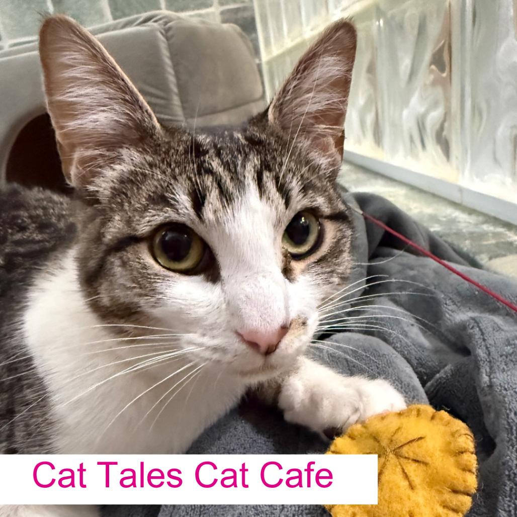 Charlotte, Adoptable, Young Female Domestic Short Hair.