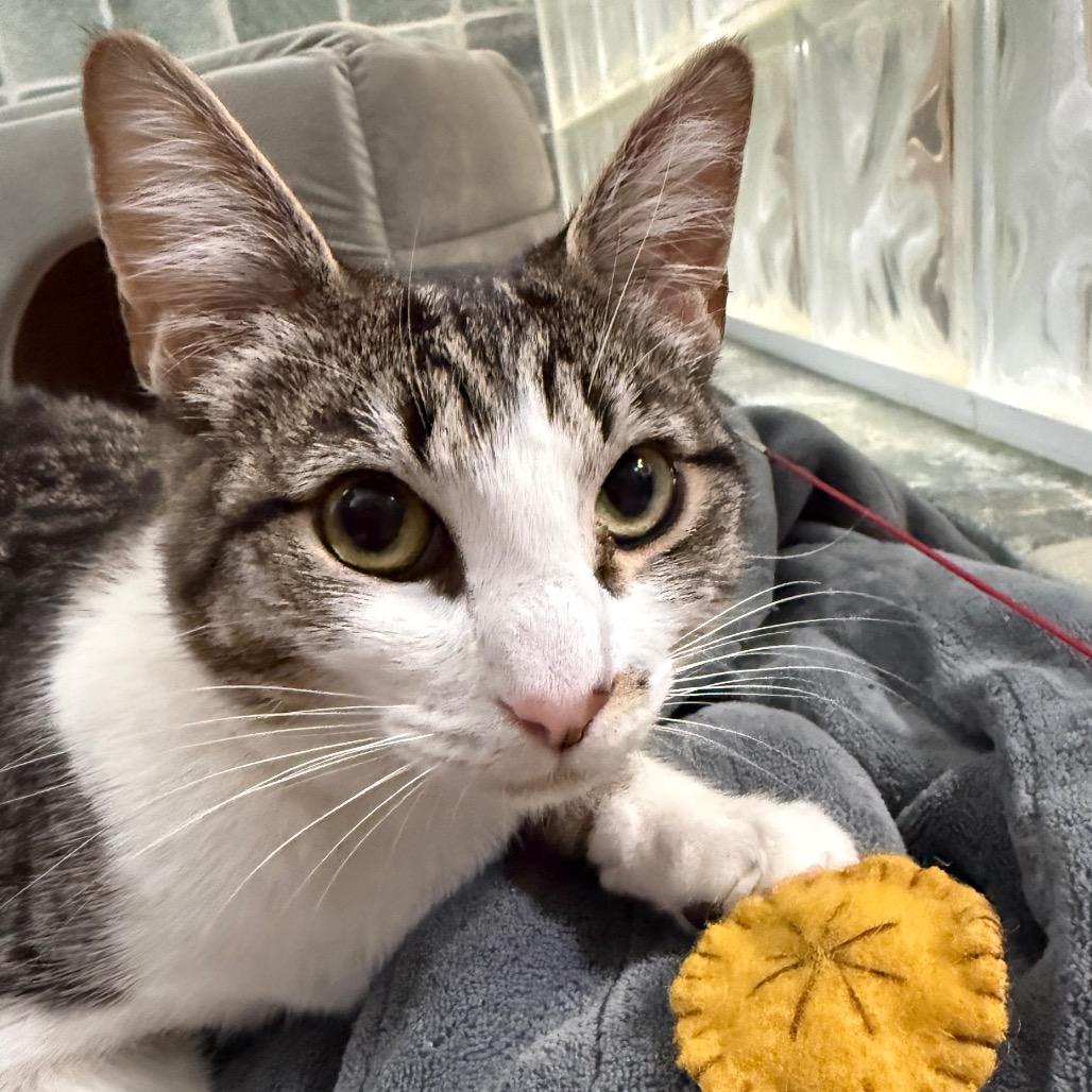 Enlarge Charlotte, a Adoptable Domestic Short Hair in Chapel Hill, NC image 2/2