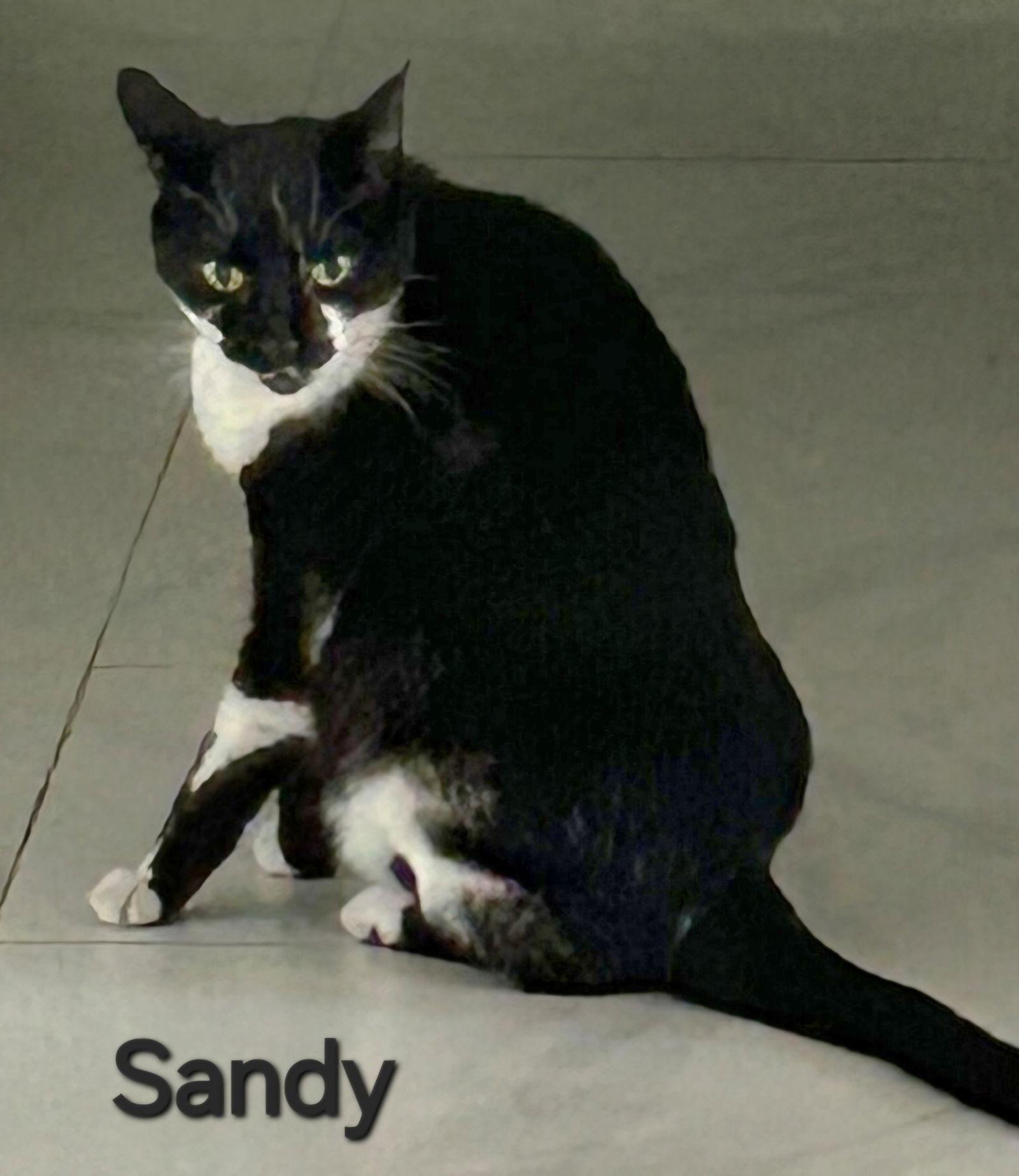 Sandy, Adoptable, Senior Female Domestic Short Hair.