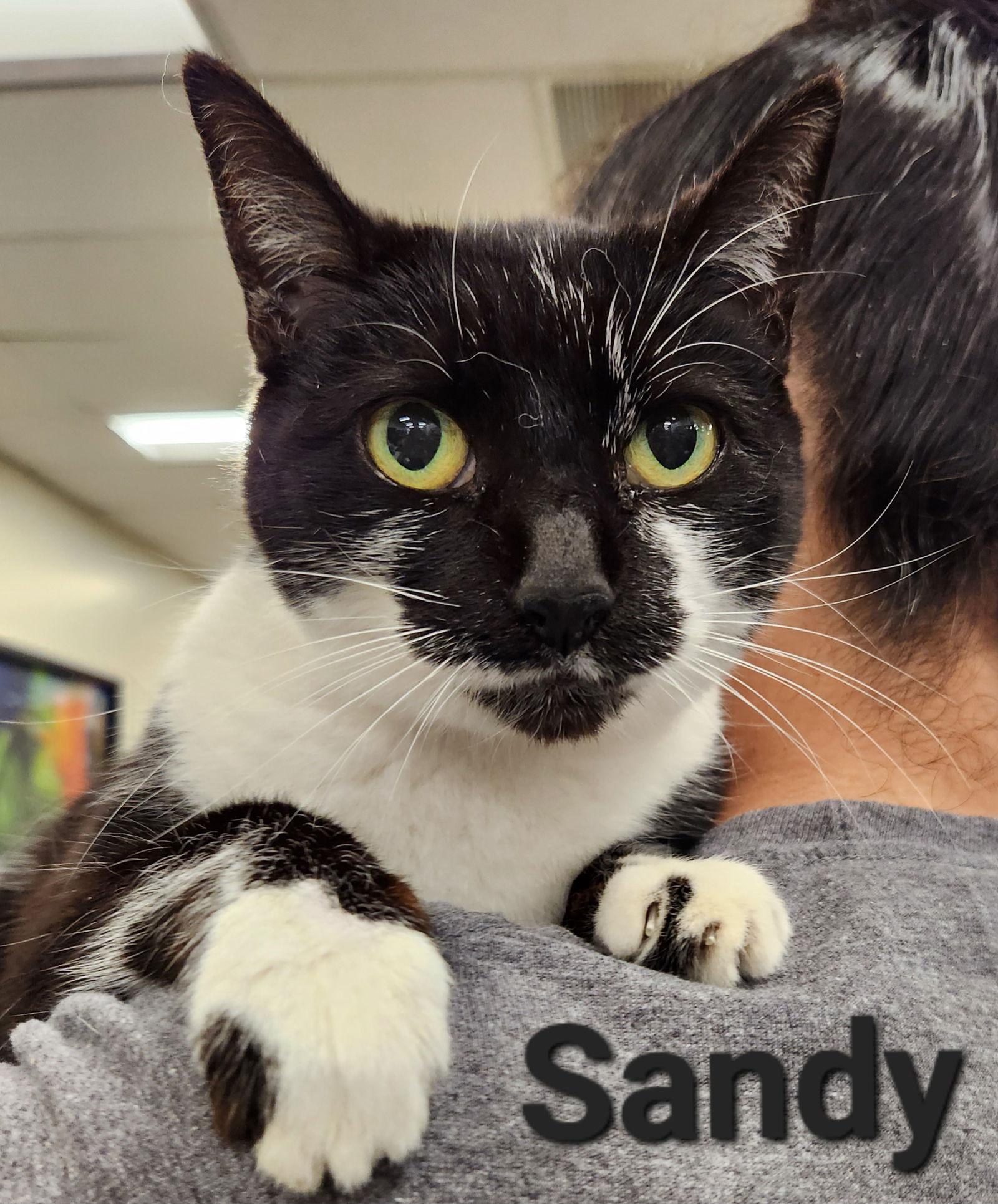 Enlarge Sandy, a Adoptable Domestic Short Hair in Longwood, FL image 2/3