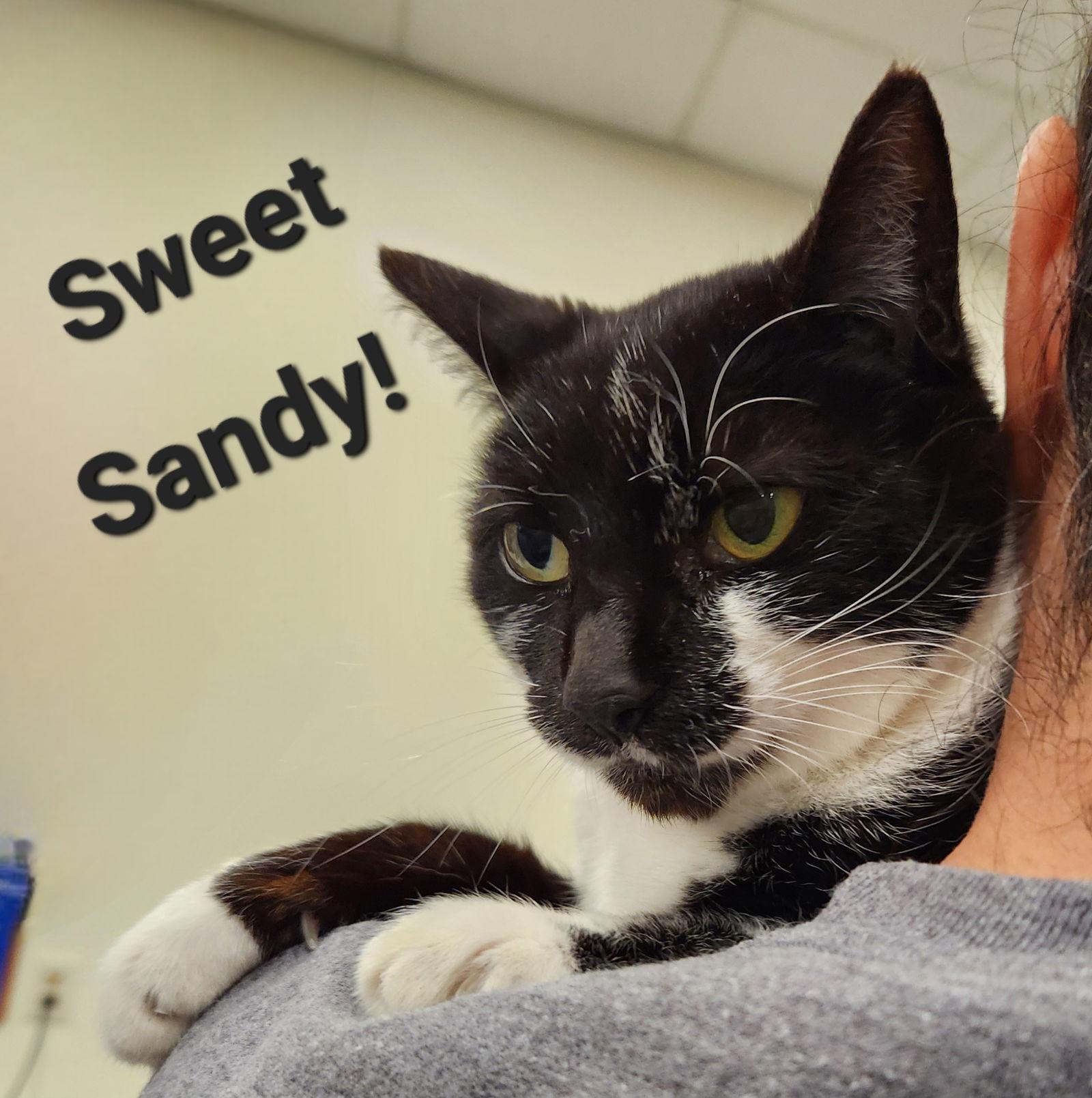 Enlarge Sandy, a Adoptable Domestic Short Hair in Longwood, FL image 3/3