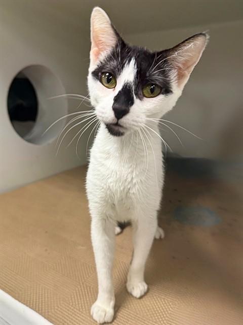 ROSALIND, Adoptable, Young Female Domestic Short Hair.