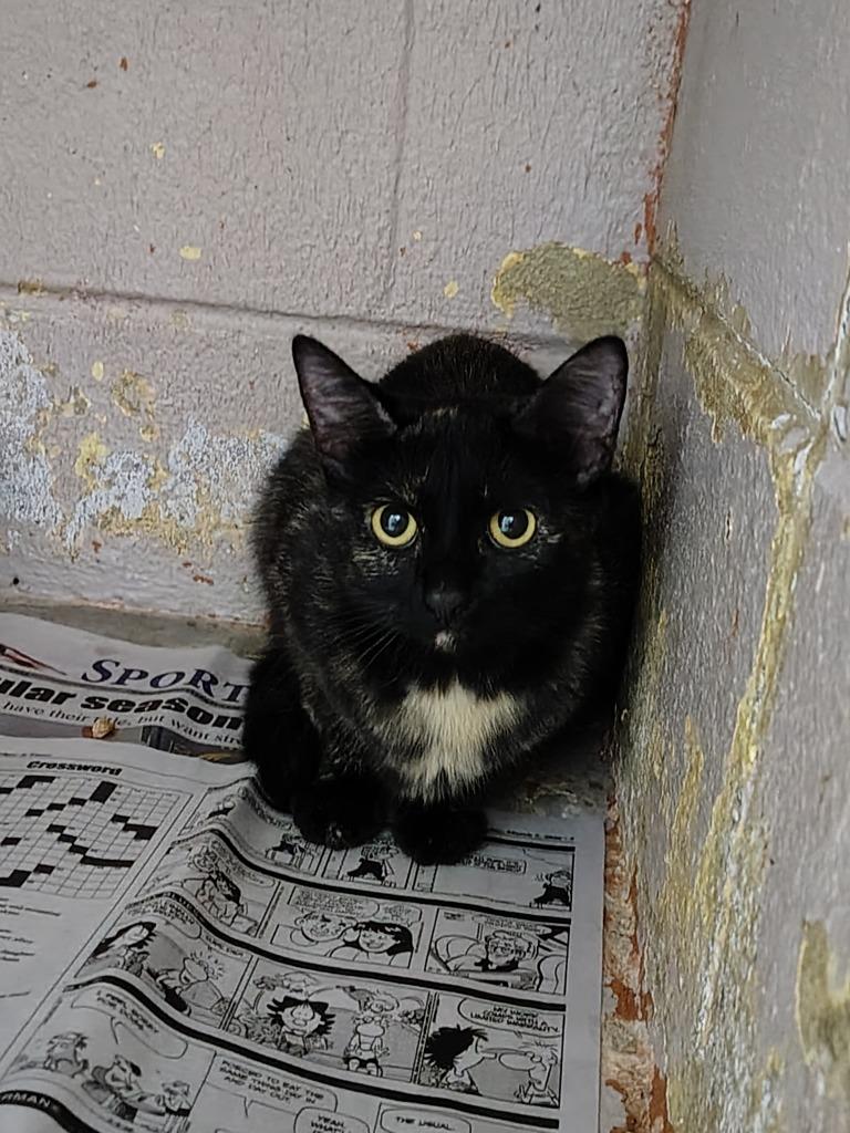 Enlarge Almond, a Adoptable mixed breed in Murray, KY image 1/1