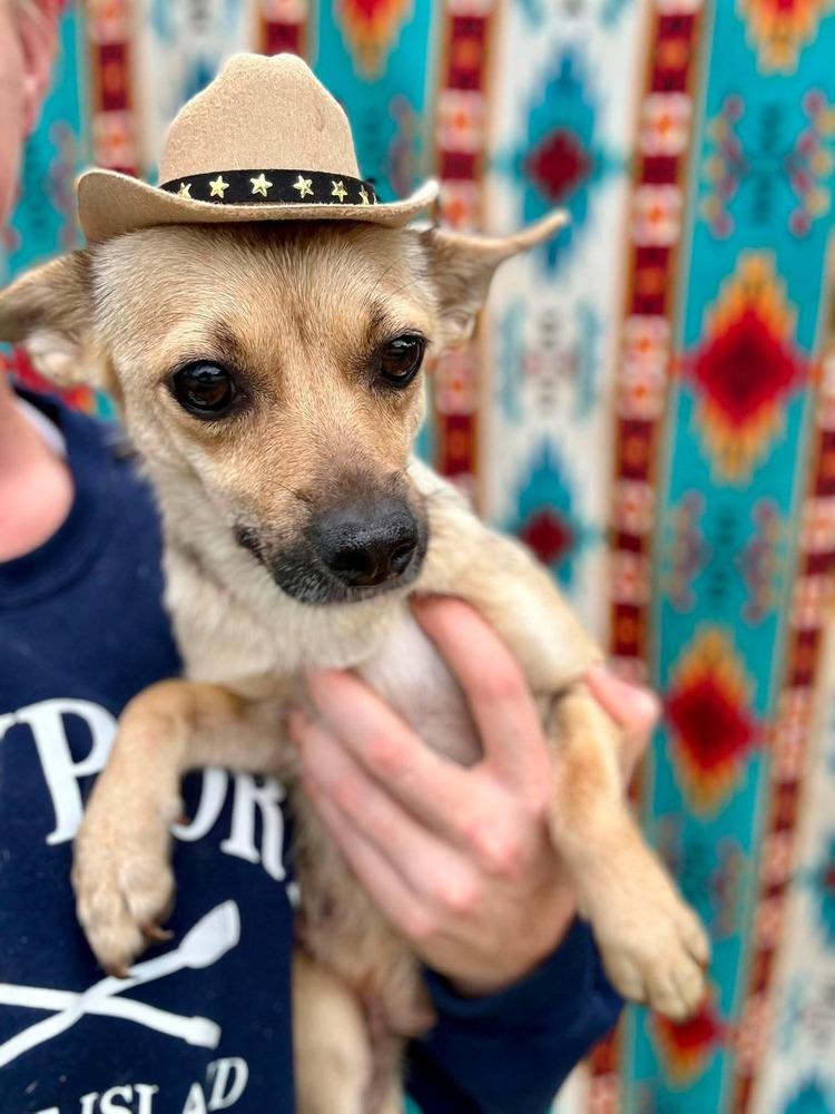 Nessy, a ADOPTABLE mixed breed in Commerce City, CO image 2/5