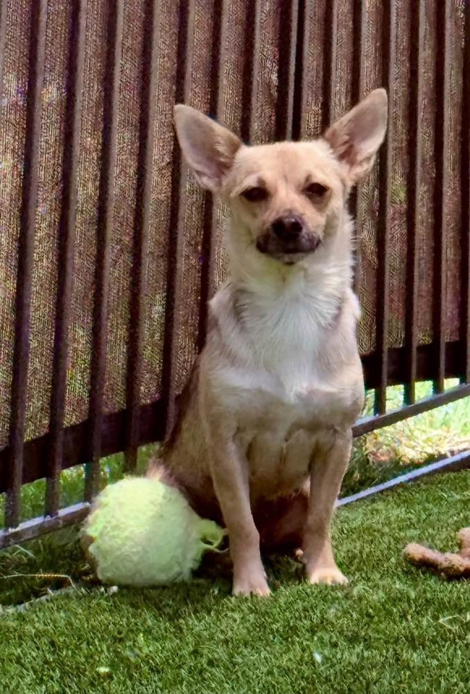 Nessy, ADOPTABLE, Adult Female Chihuahua.