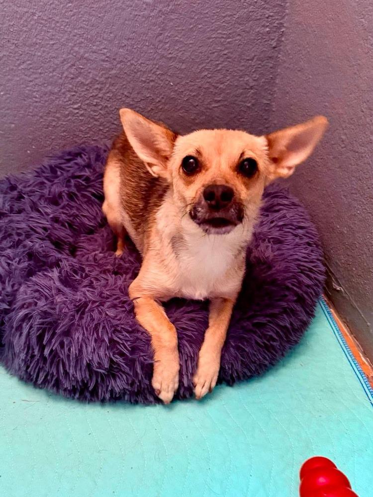 Nessy, a ADOPTABLE mixed breed in Commerce City, CO image 5/5