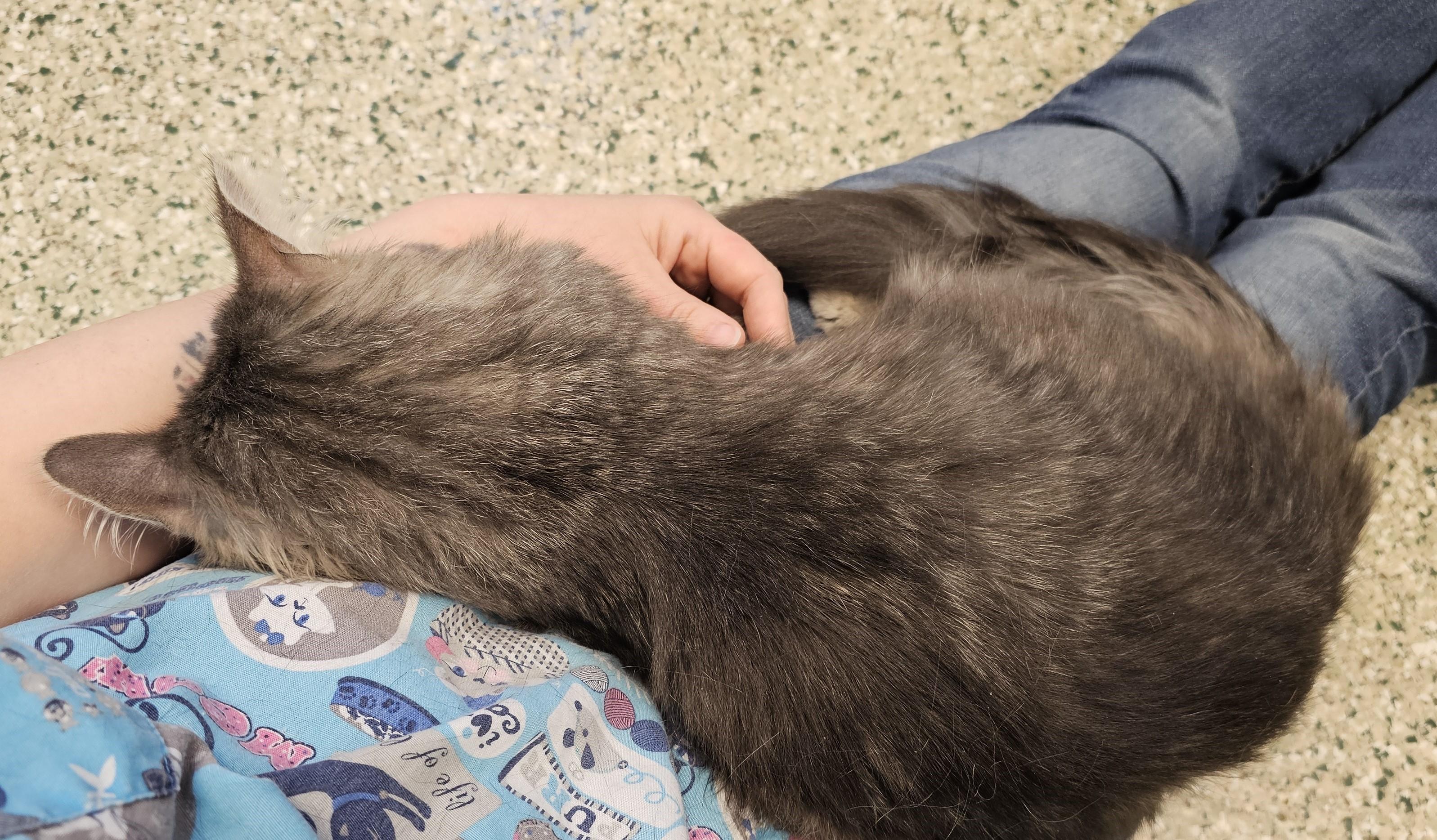 Enlarge Maggie, an adopted Domestic Medium Hair in Cedar Rapids, IA image 6/6