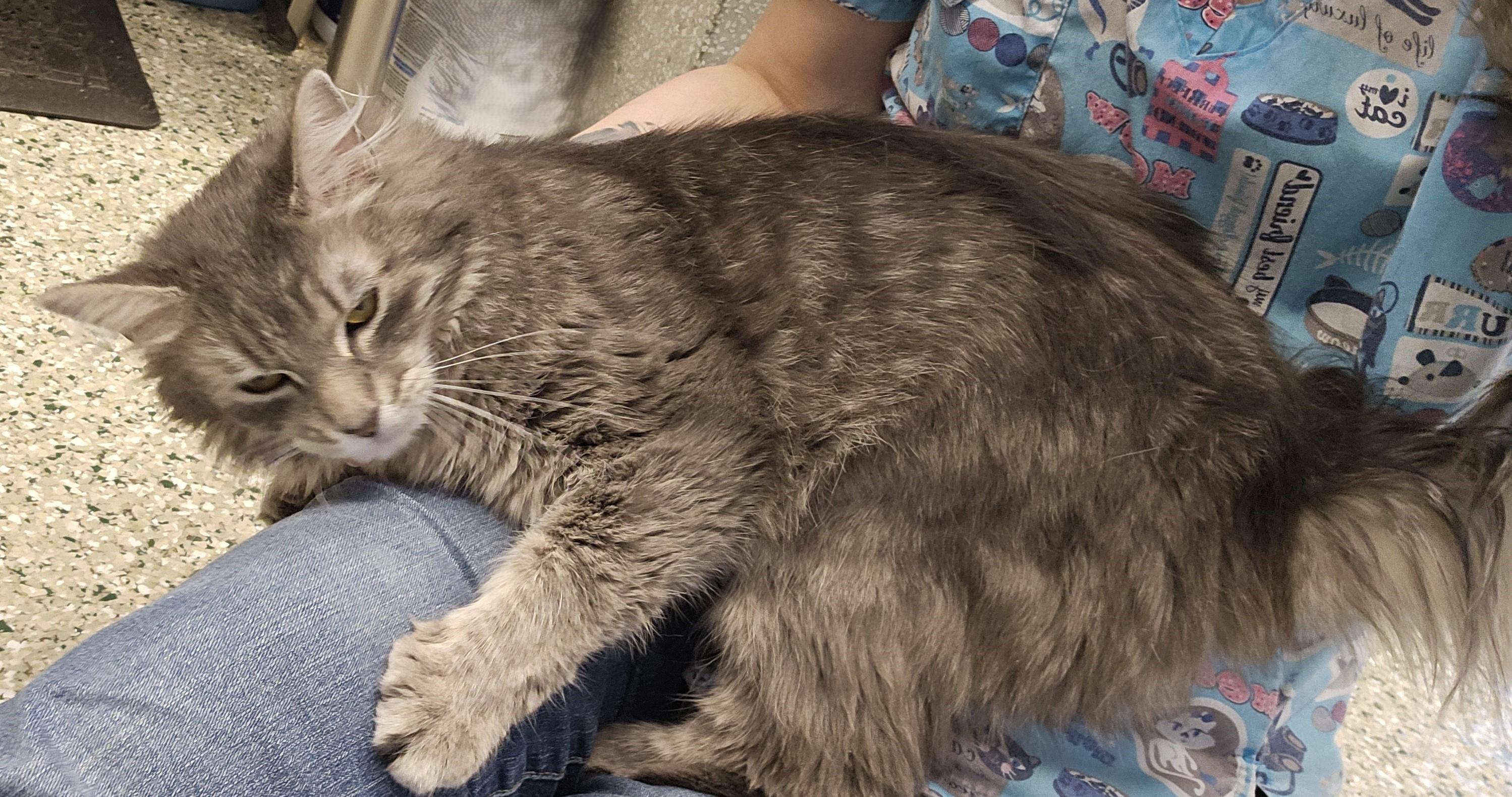 Enlarge Maggie, an adopted Domestic Medium Hair in Cedar Rapids, IA image 5/6