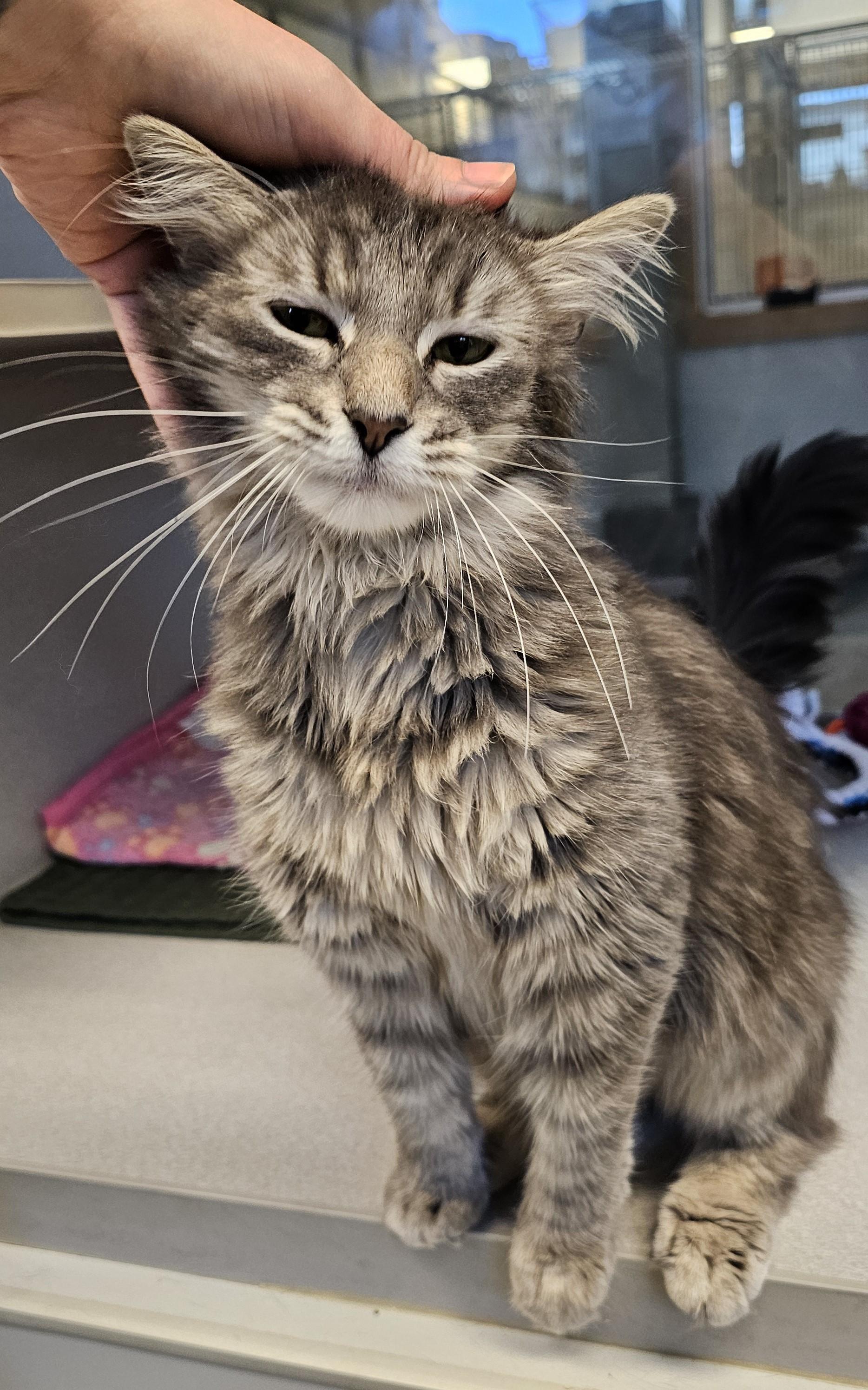 Enlarge Maggie, an adopted Domestic Medium Hair in Cedar Rapids, IA image 4/6
