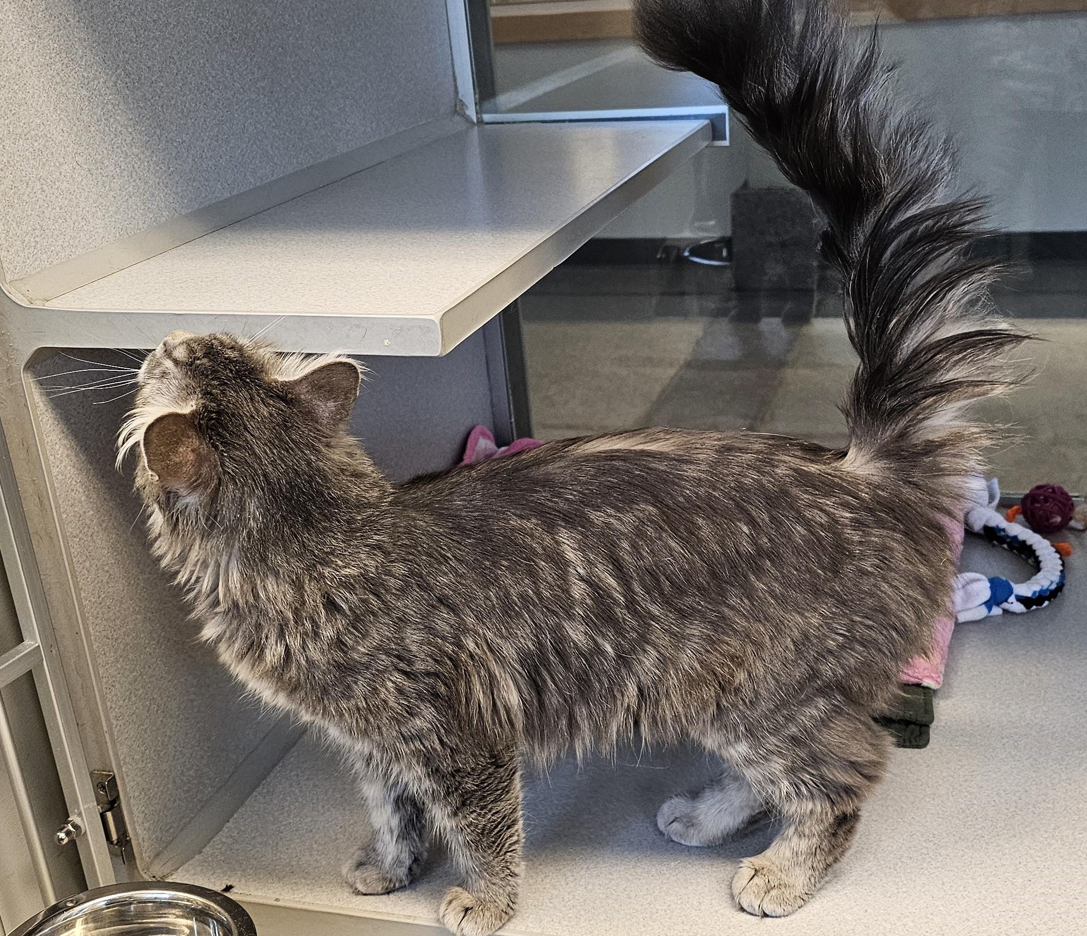 Enlarge Maggie, an adopted Domestic Medium Hair in Cedar Rapids, IA image 2/6