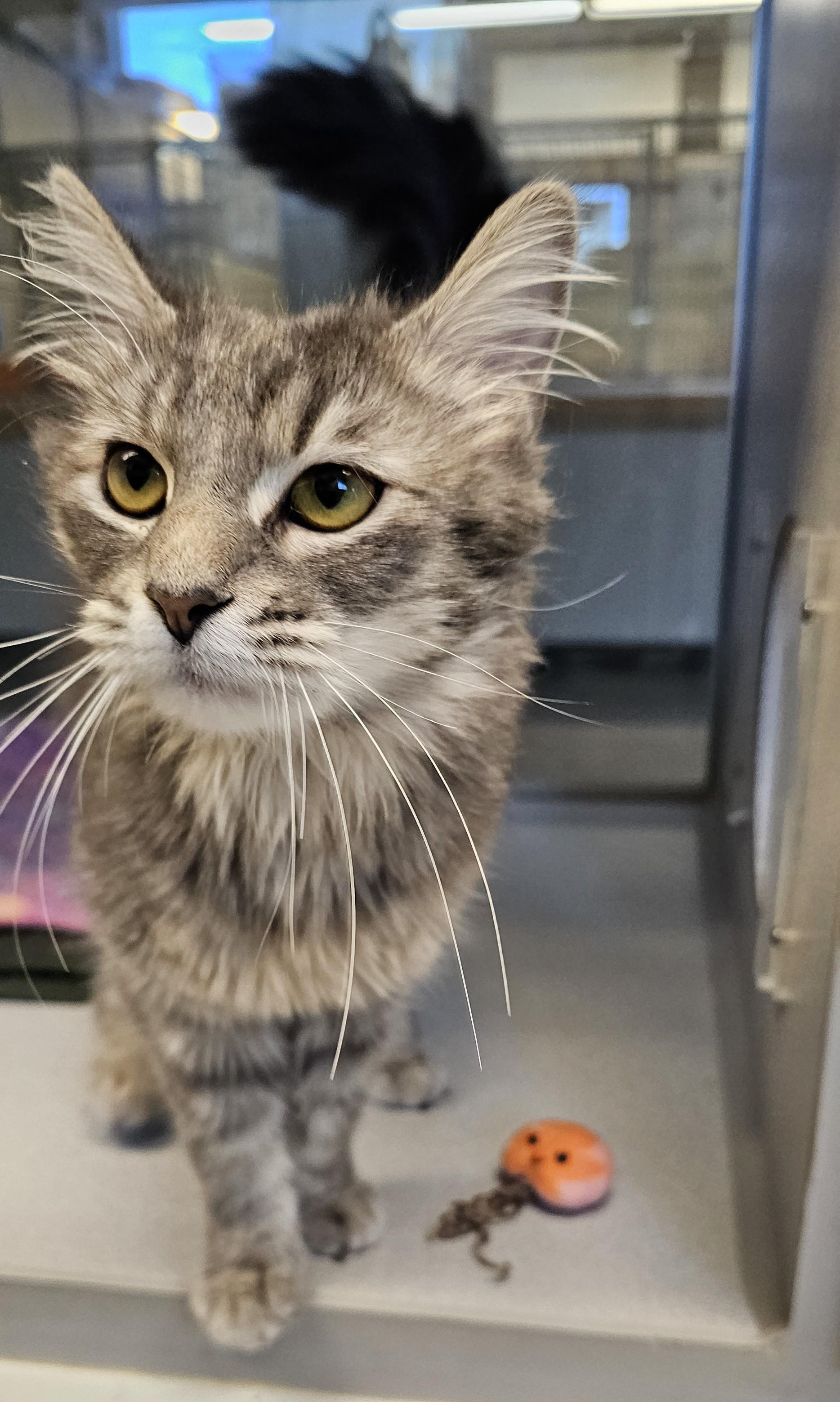 Enlarge Maggie, an adopted Domestic Medium Hair in Cedar Rapids, IA image 3/6