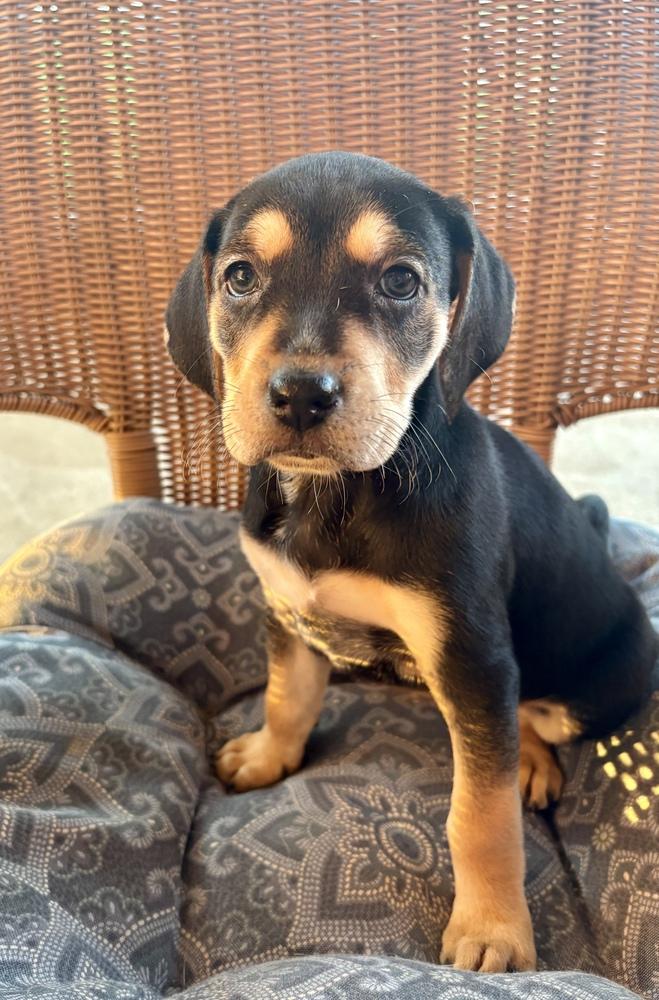 Marsha, Adoptable, Puppy Female Hound & Shepherd.