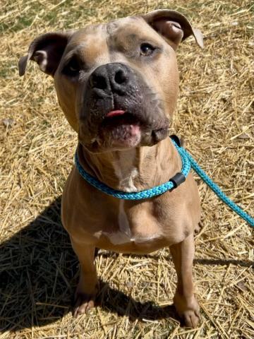 GUNNER, Adoptable, Adult Male Pit Bull Terrier.