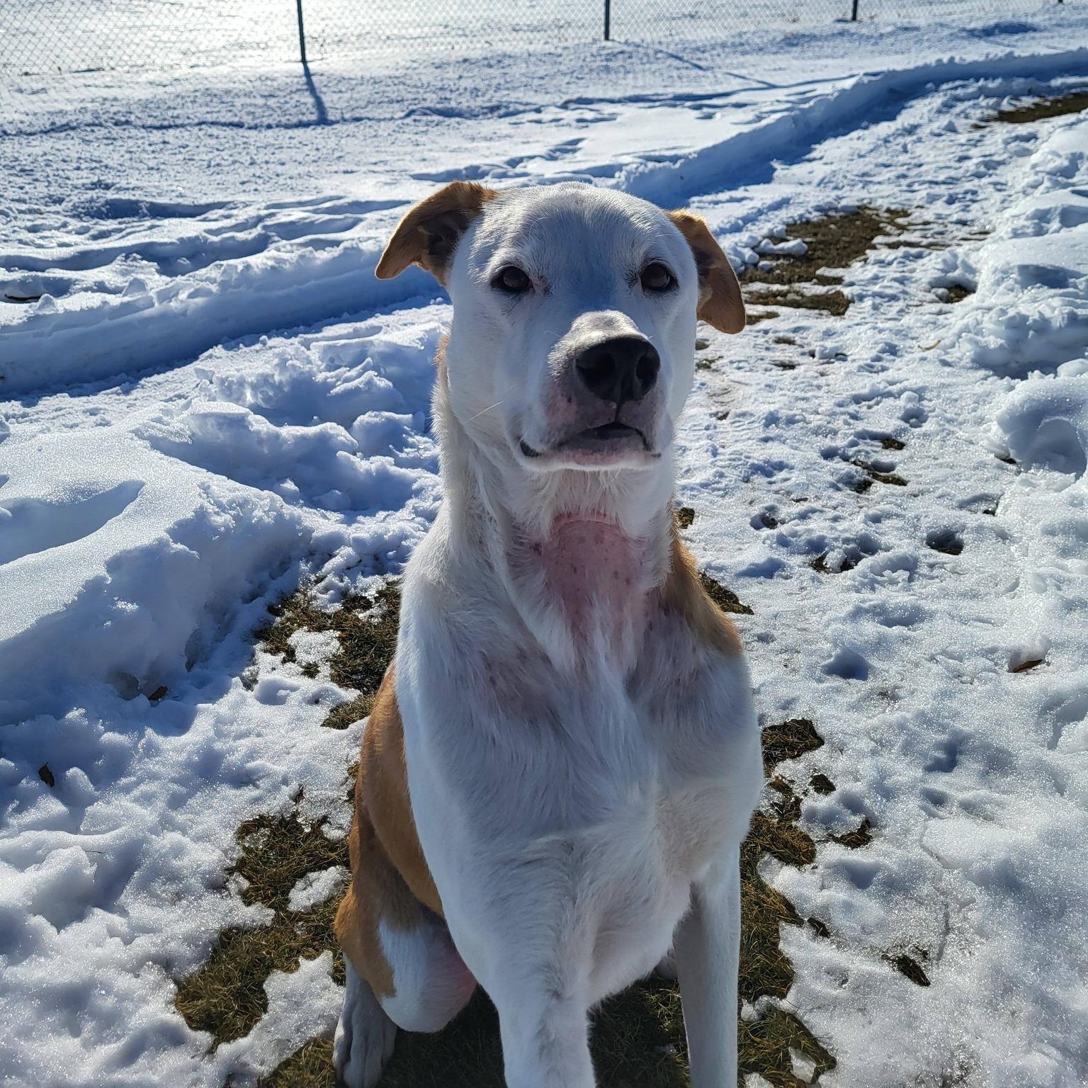 Aspen, adoptable, Adult Male Hound & Labrador Retriever.