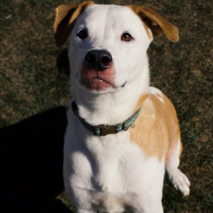 Enlarge Aspen, an adoptable mixed breed in Chilton, WI image 2/5