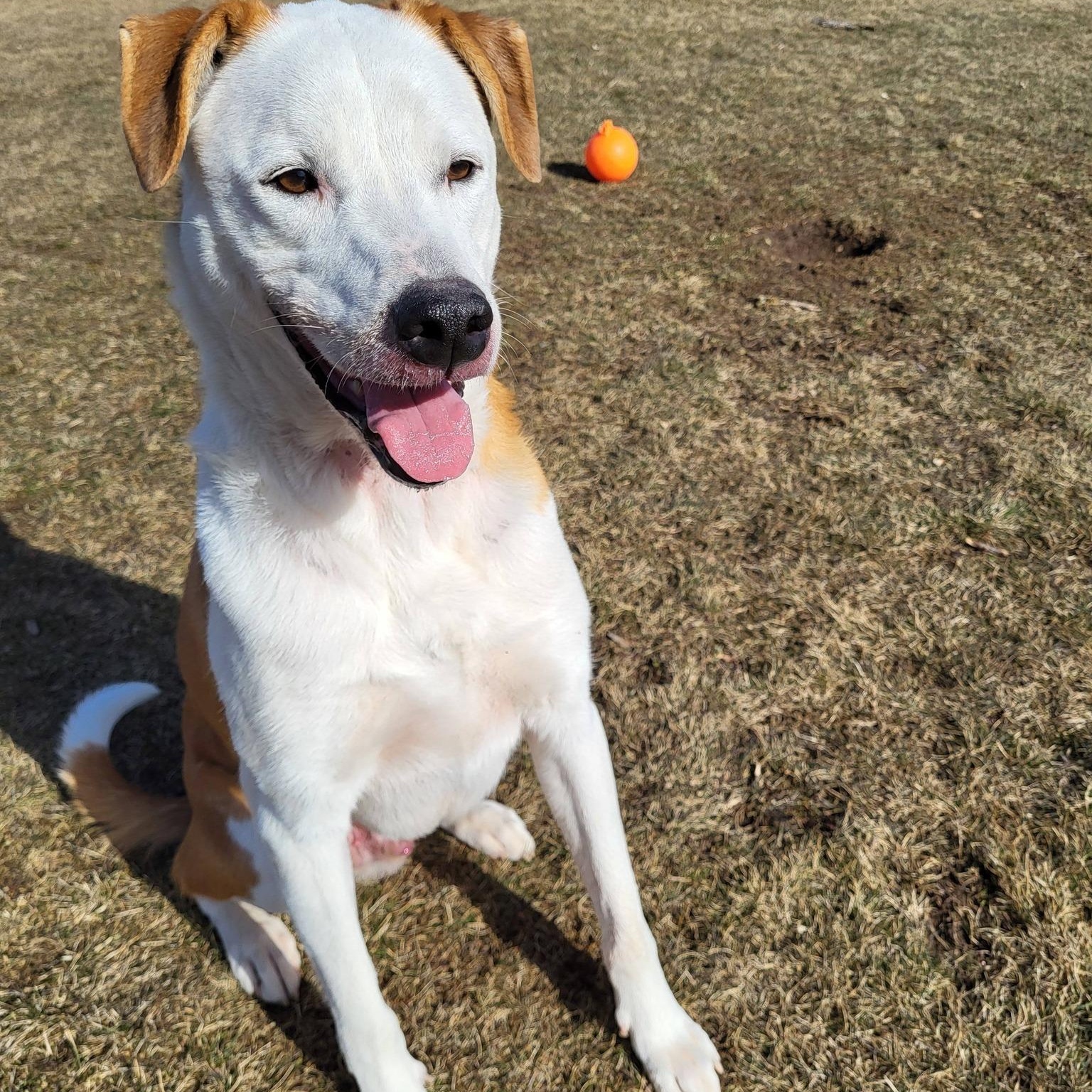 Aspen, adoptable, Adult Male Hound & Labrador Retriever.