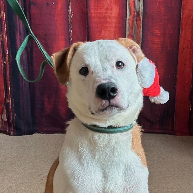 Enlarge Aspen, an adoptable mixed breed in Chilton, WI image 3/5