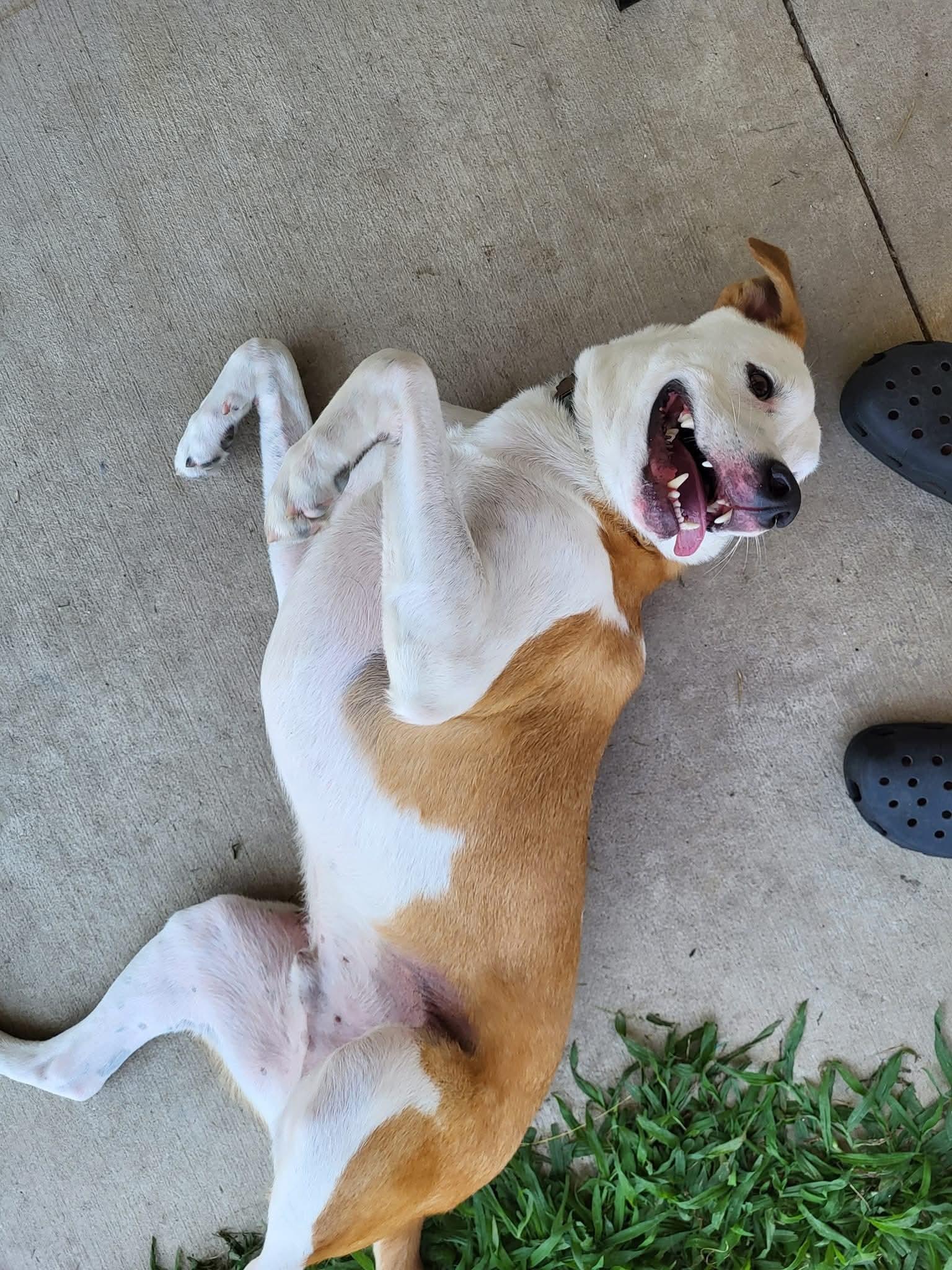 Enlarge Aspen, an adoptable mixed breed in Chilton, WI image 5/5