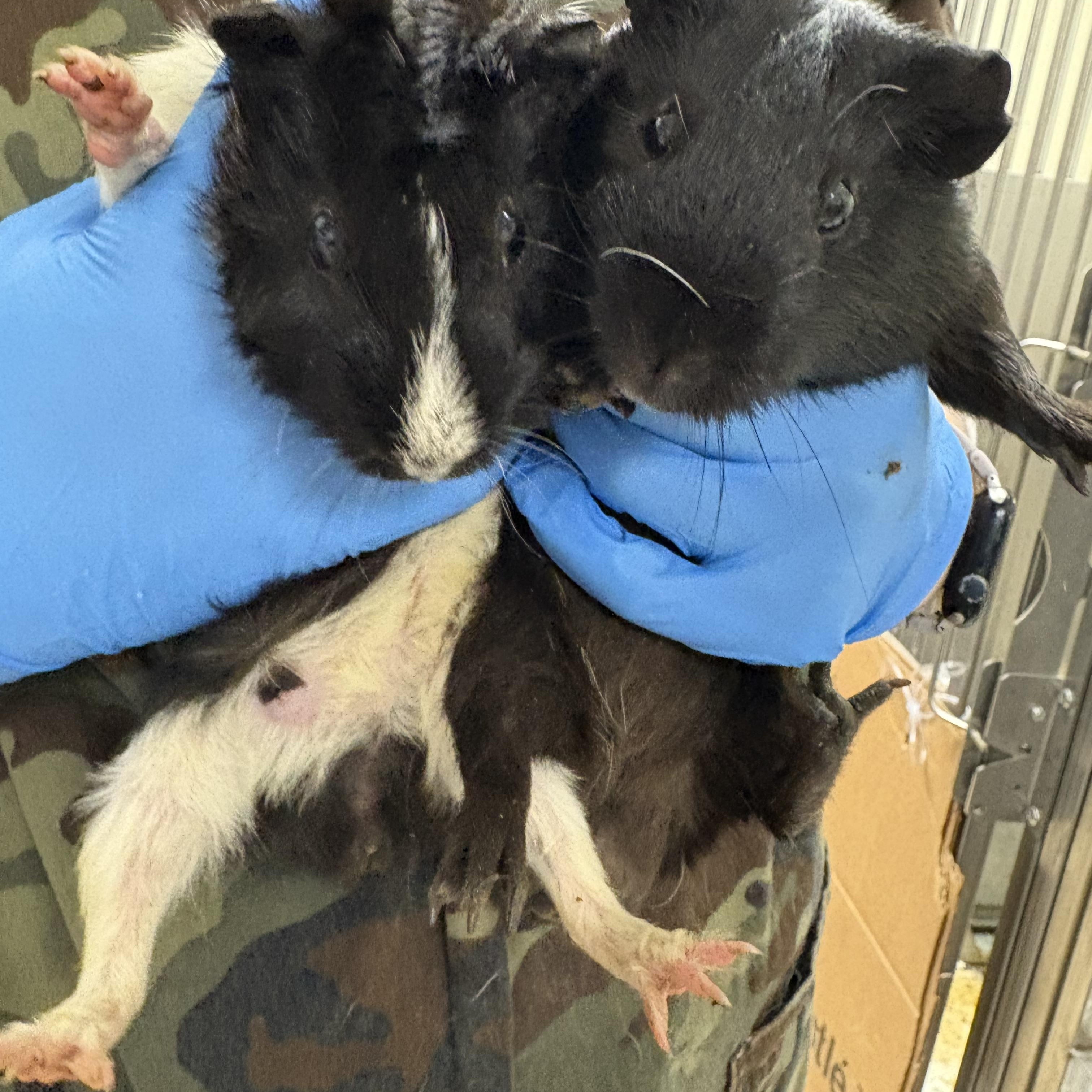 Bashful, Adoptable, Young Male Guinea Pig.