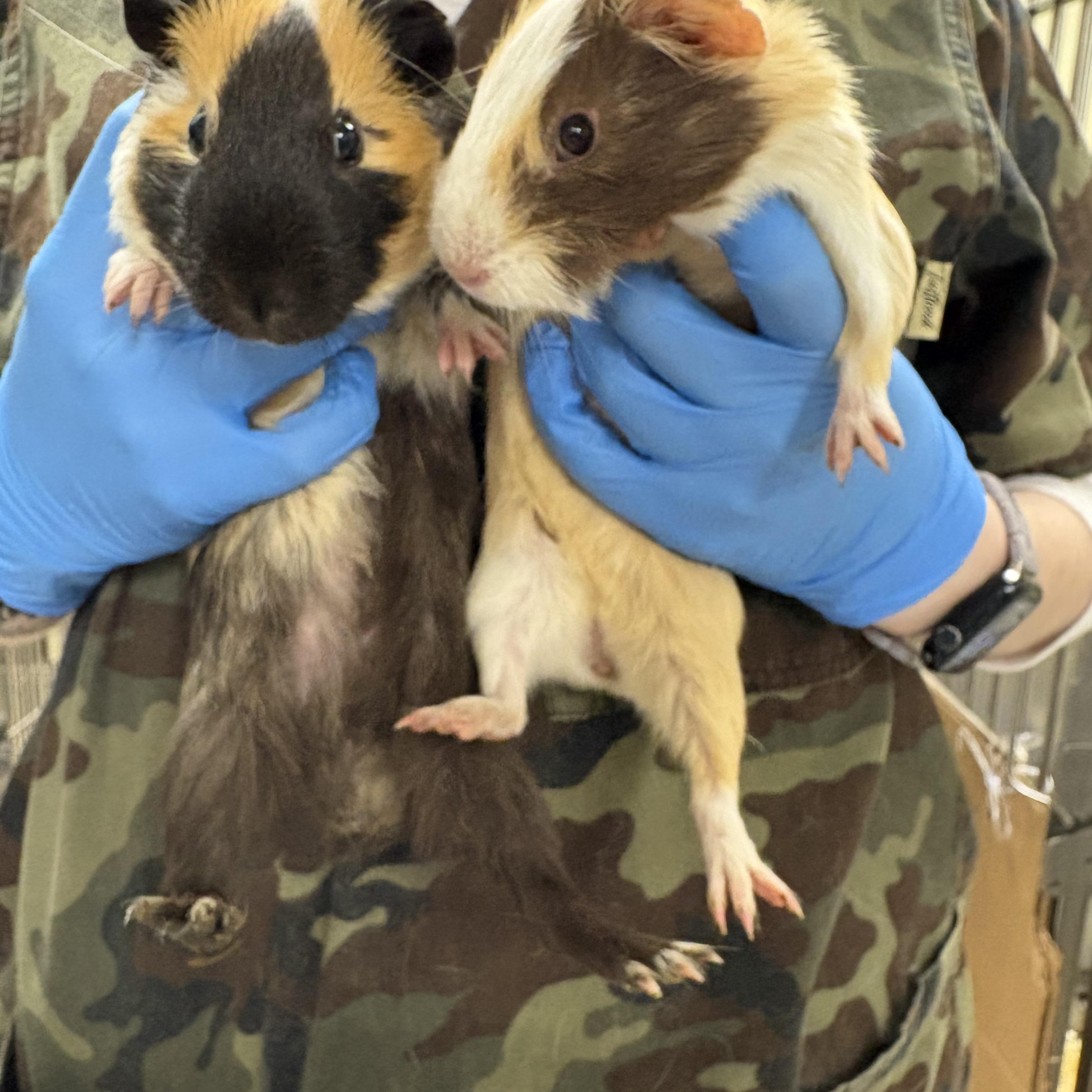 Enlarge Bashful, a Adoptable Guinea Pig in Johnstown, PA image 2/3