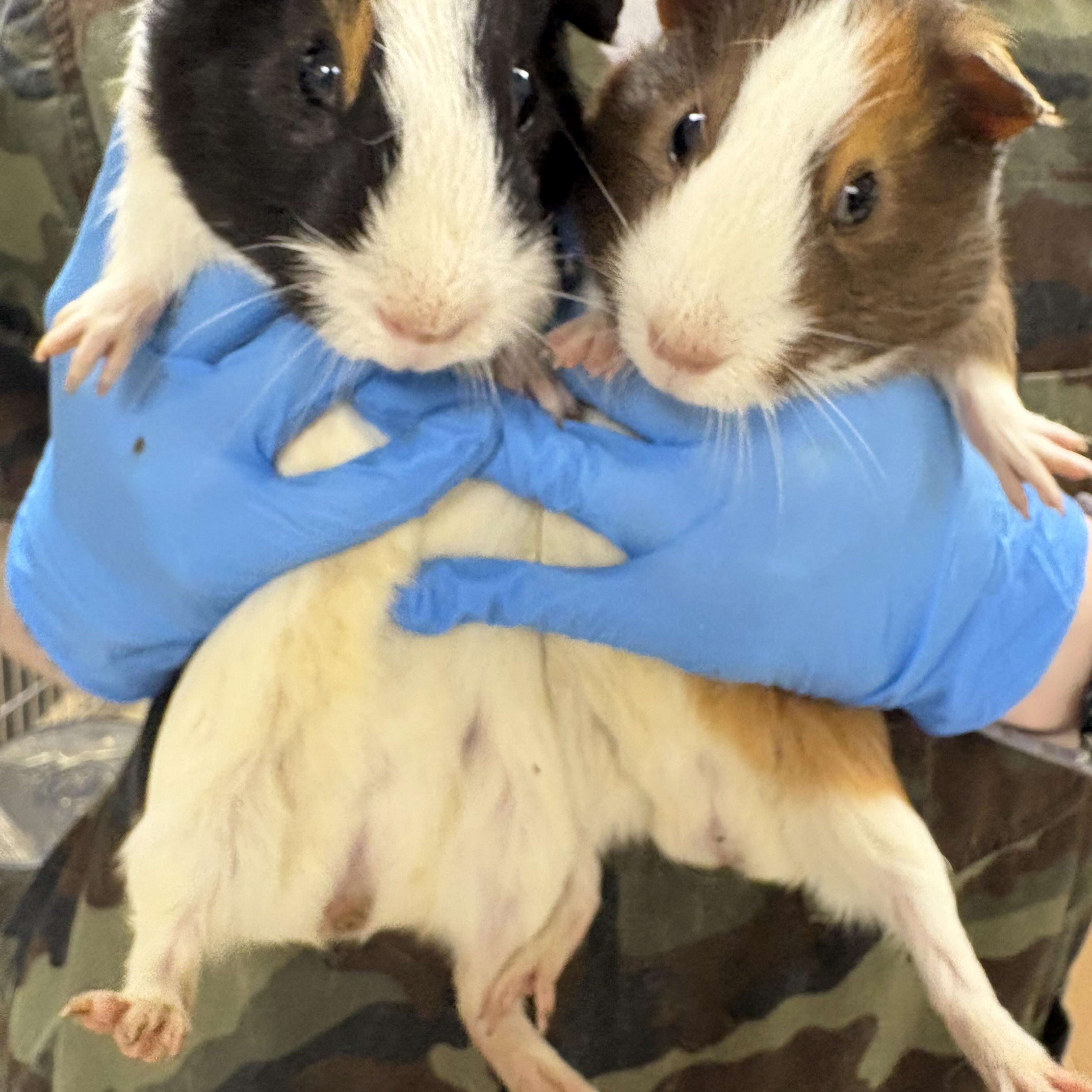Enlarge Bashful, a Adoptable Guinea Pig in Johnstown, PA image 3/3