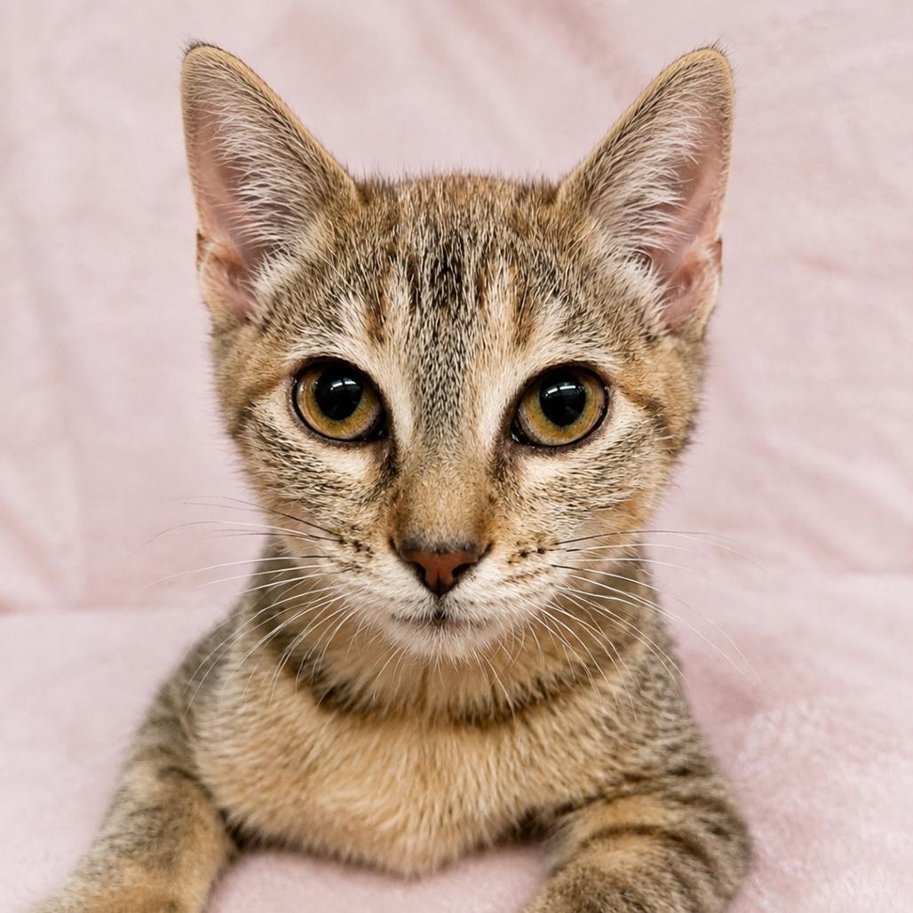 Agape, Adoptable, Kitten Female Domestic Short Hair.