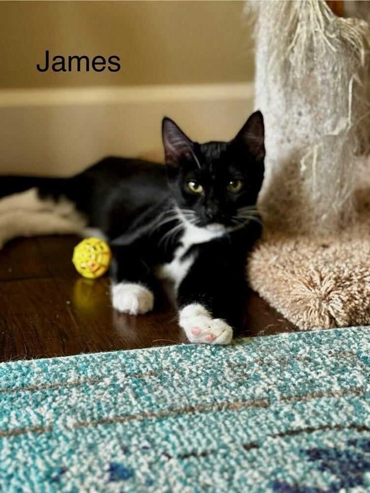 Enlarge James, a Adoptable mixed breed in Vancouver, WA image 1/2