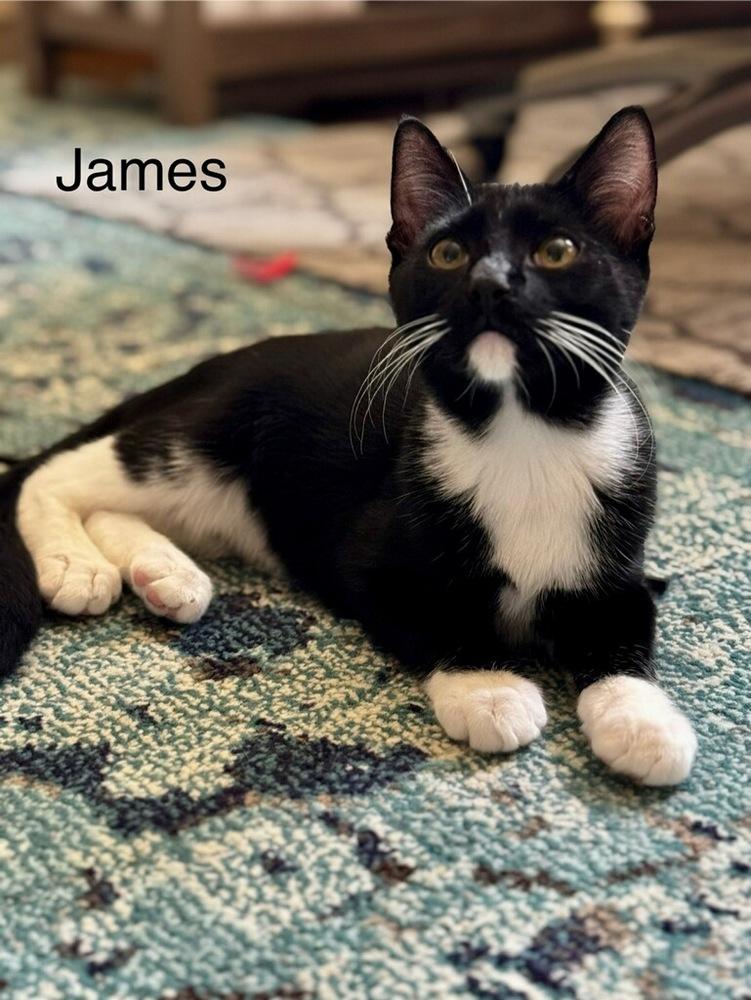 Enlarge James, a Adoptable mixed breed in Vancouver, WA image 2/2
