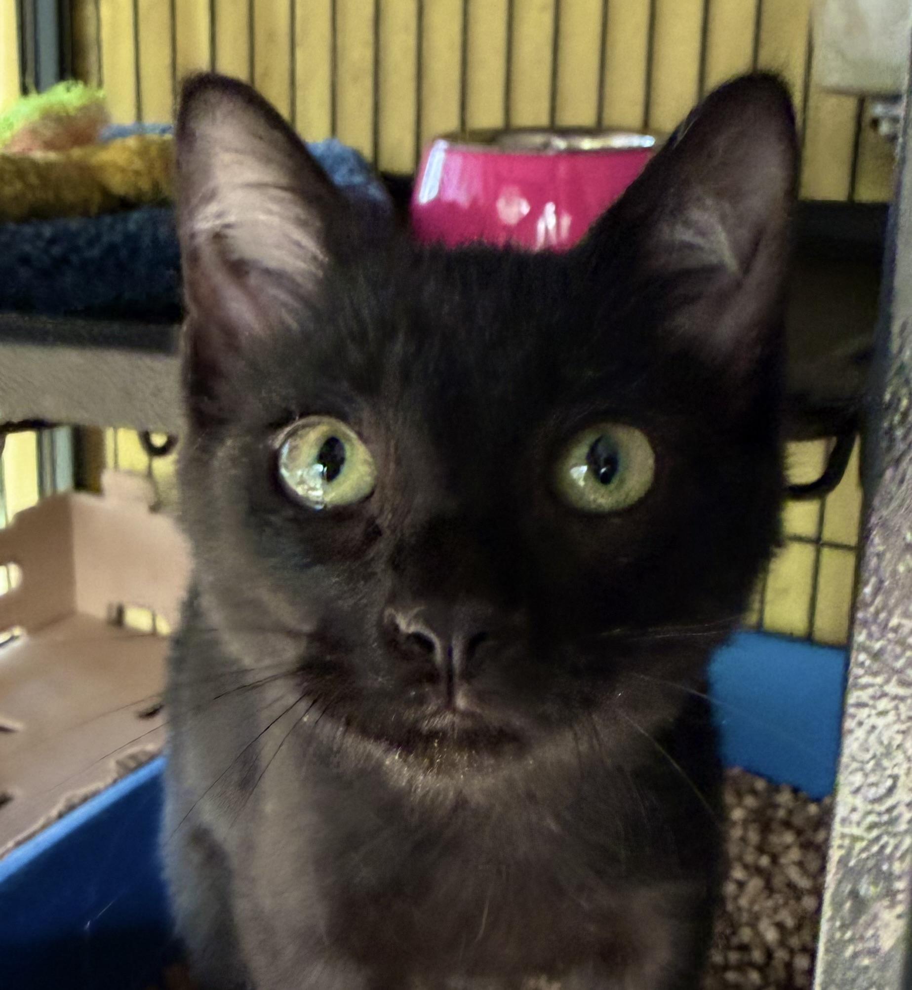 Enlarge Kennedy, an adopted Domestic Short Hair in Nashua, NH image 3/6