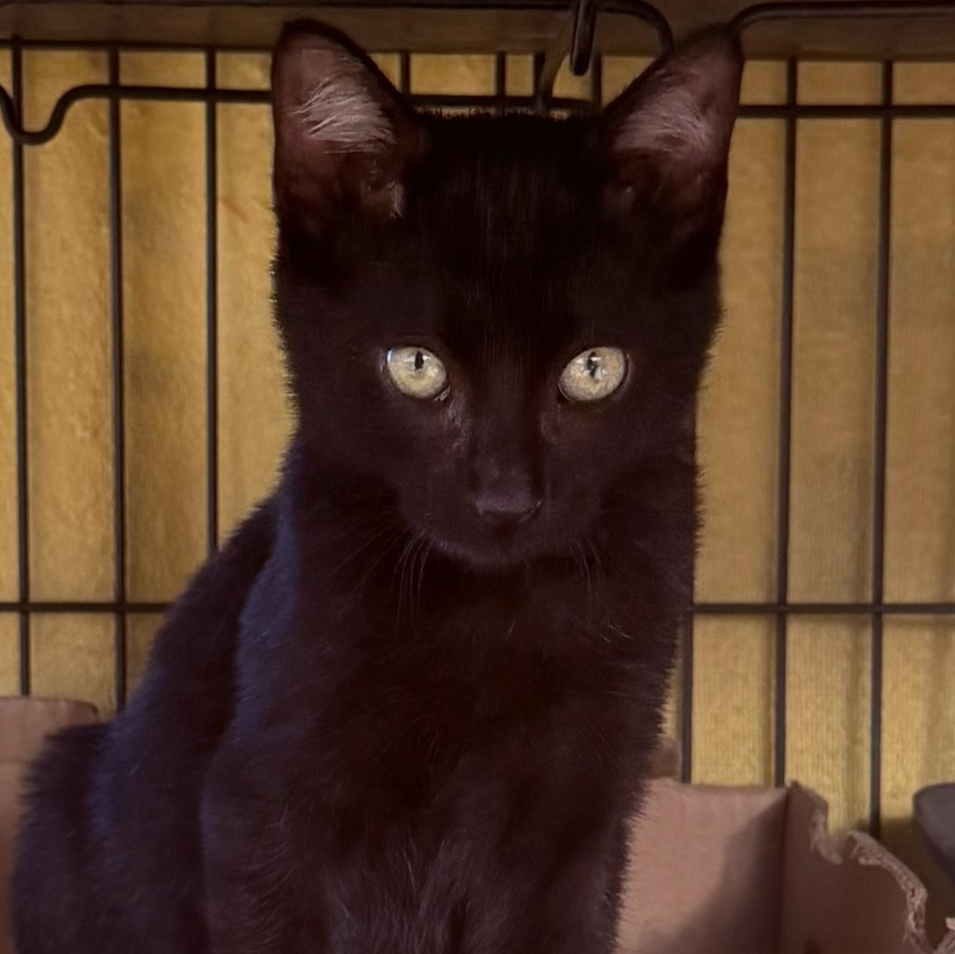 Enlarge Kennedy, an adopted Domestic Short Hair in Nashua, NH image 2/6