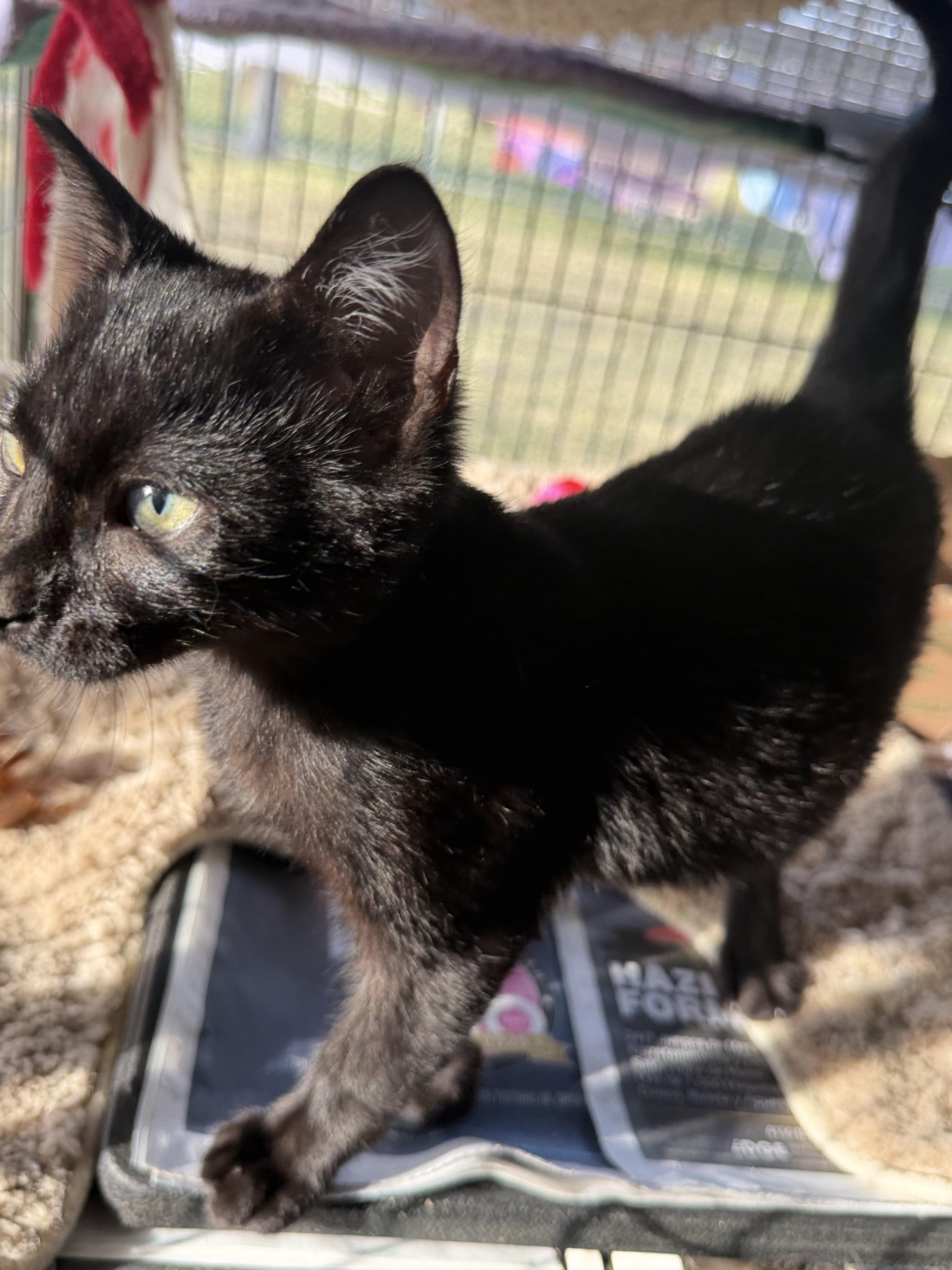 Enlarge Kennedy, an adopted Domestic Short Hair in Nashua, NH image 5/6