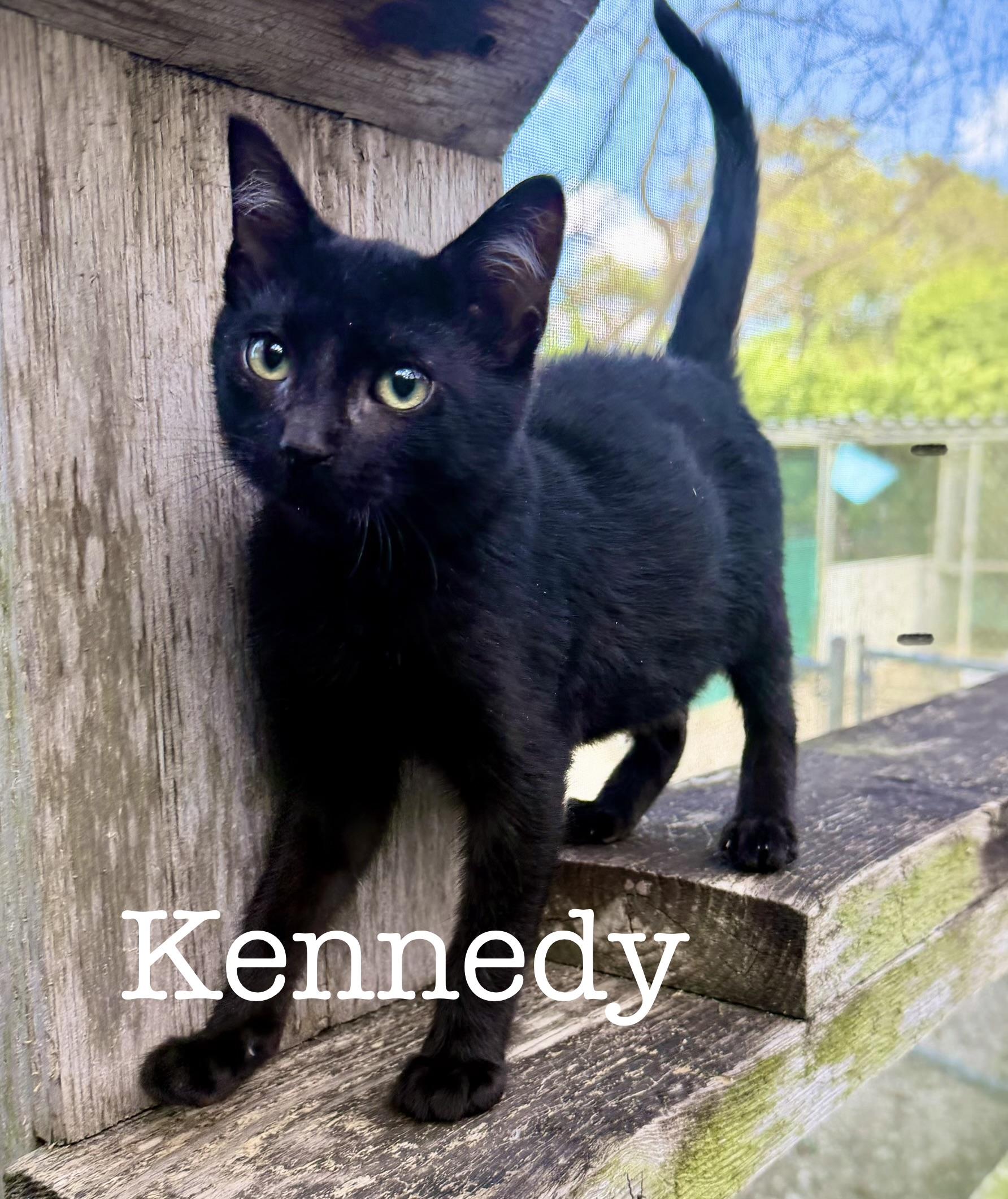 Kennedy, adopted, Kitten Male Domestic Short Hair.