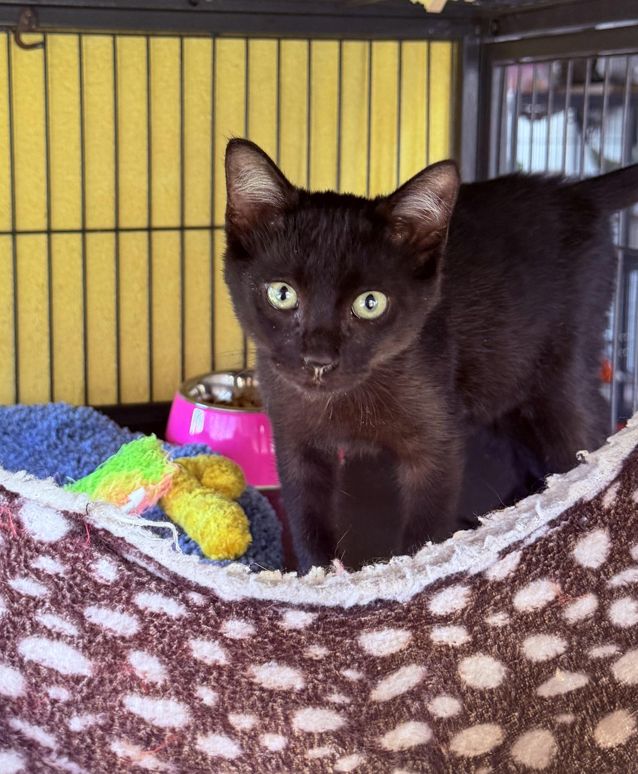 Enlarge Kennedy, an adopted Domestic Short Hair in Nashua, NH image 4/6