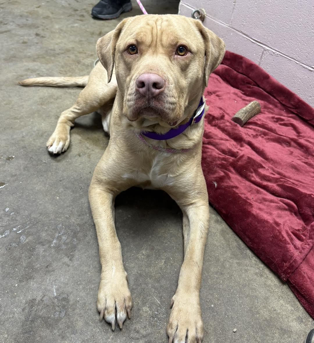 Enlarge JASPER, a ADOPTABLE mixed breed in Cadiz, OH image 4/4