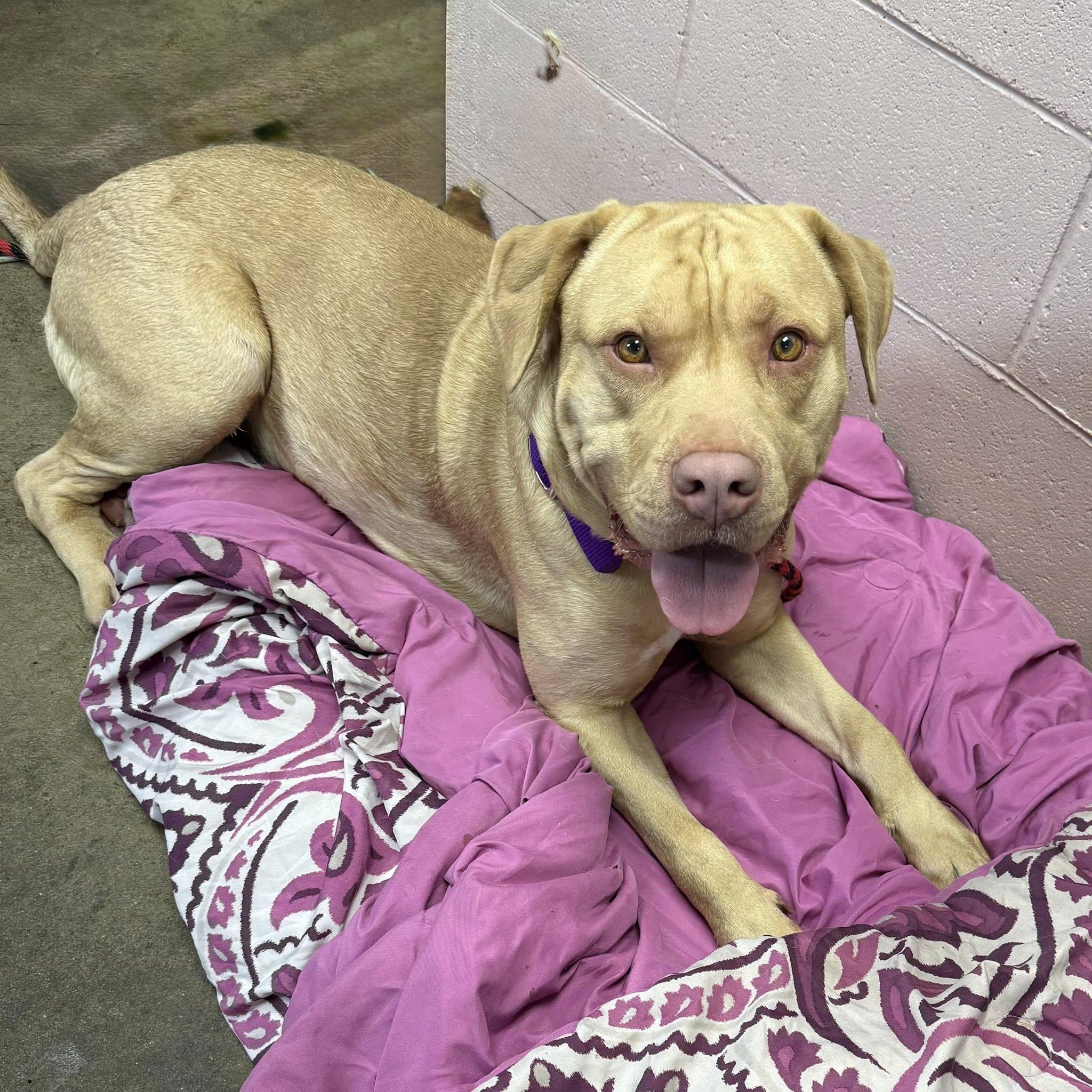 Enlarge JASPER, a ADOPTABLE mixed breed in Cadiz, OH image 2/4