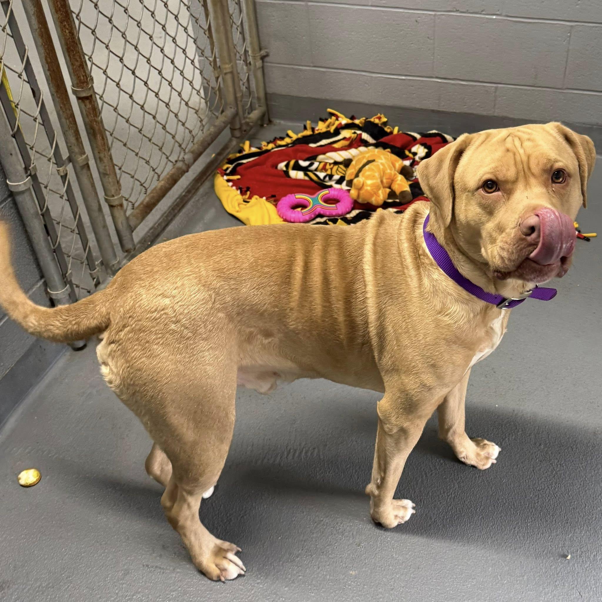 Enlarge JASPER, a ADOPTABLE mixed breed in Cadiz, OH image 3/4