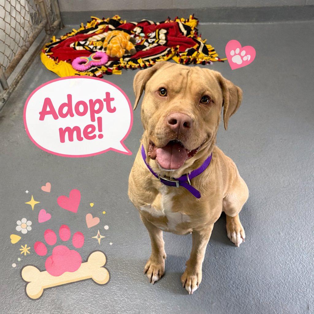 JASPER, ADOPTABLE, Adult Male American Bully & American Staffordshire Terrier.