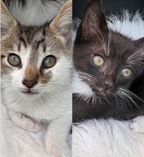 Xerxes & Xavier (Bonded Pair), adopted, Kitten Male Domestic Short Hair.