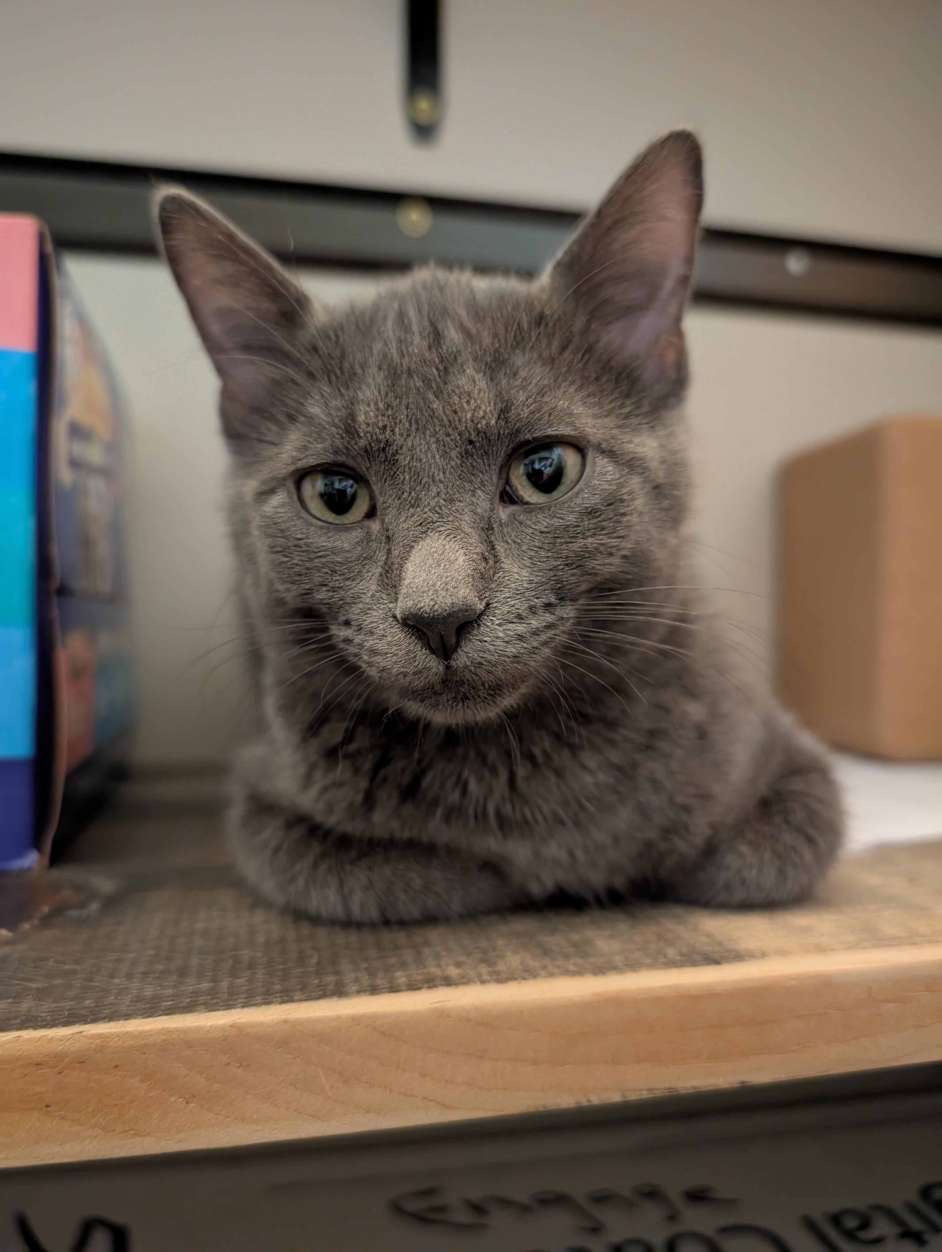 Enlarge Ghost, a Adoptable Domestic Short Hair in Apple Valley, MN image 5/6